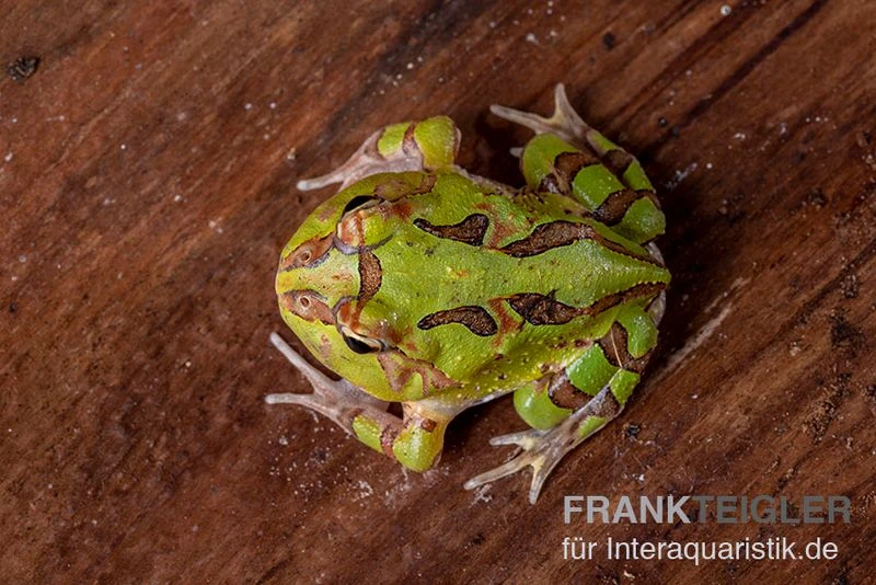 Fantasy Pacman Frog Grün, Ceratophrys Cornuta X Ceratophrys Cranwelli 3 Fantasy Pacman Frog Grün, Ceratophrys Cornuta X Ceratophrys Cranwelli – Bild 3