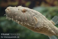 Fetzenkugelfisch, Tetraodon Baileyi (Rarität)