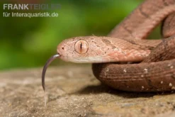 Gansi-Eierschlange, Dasypeltis Gansi 9 Gansi-Eierschlange, Dasypeltis Gansi -Geschäft Für Heimtierbedarf Gansi Eierschlange Dasypeltis gansi neu 4