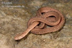 Gansi-Eierschlange, Dasypeltis Gansi 11 Gansi-Eierschlange, Dasypeltis Gansi -Geschäft Für Heimtierbedarf Gansi Eierschlange Dasypeltis gansi neu 6