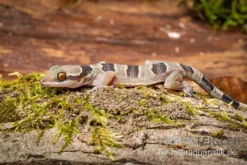 Gebänderter Blattzehengecko, Hemidactylus Fasciatus -Geschäft Für Heimtierbedarf Gebaenderter Blattzehengecko Hemidactylus fasciatus 3