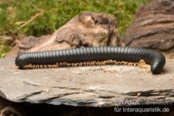 Gelbfüssiger Tausendfüßer, Microtrullius Uncinatus -Geschäft Für Heimtierbedarf Gelbfuessiger Tausendfuesser Microtrullius uncinatus 3