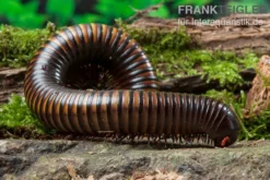 Gelbgebänderter Riesentausendfüßer, Pelmatojulus Ligulatus -Geschäft Für Heimtierbedarf Gelbgebaenderter Riesentausendfuesser Pelmatojulus ligulatus 3