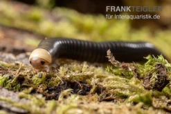 Gelbkopf Tausendfüßer, Spirobolus Sp. "Yellow Head"