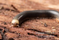 Gelbkopf Tausendfüßer, Spirobolus Sp. "Yellow Head" 9 Gelbkopf Tausendfüßer, Spirobolus Sp. "Yellow Head" -Geschäft Für Heimtierbedarf Gelbkopf Tausendfuesser Spirobolus sp Yellow Head 5