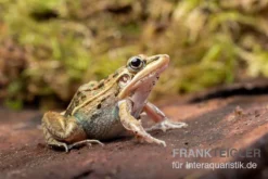 Gestreifter Grasfrosch, Ptychadena Porosissima