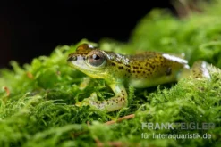 Getupfter Riedfrosch, Hyperolius Guttulatus 6 Getupfter Riedfrosch, Hyperolius Guttulatus -Geschäft Für Heimtierbedarf Getupfter Riedfrosch Hyperolius guttulatus 3