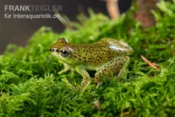 Getupfter Riedfrosch, Hyperolius Guttulatus 7 Getupfter Riedfrosch, Hyperolius Guttulatus -Geschäft Für Heimtierbedarf Getupfter Riedfrosch Hyperolius guttulatus 4