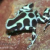 Goldbaumsteiger, Dendrobates Auratus