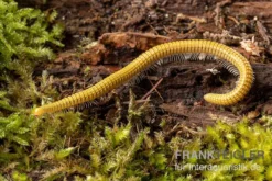 Golden-Cave-Tausendfüßer, Spiroboulus Sp. “Golden Cave” -Geschäft Für Heimtierbedarf Golden Cave Tausendfuesser Spirobolus sp Golden Cave 3