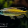 Goldener Kongosalmler, Phenacogrammus Aurantiacus