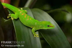 Grosser Madagaskar Taggecko, Phelsuma Mad. Grandis DNZ -Geschäft Für Heimtierbedarf Grosser Madagaskar Taggecko Phelsuma madagacariensis grandis 3