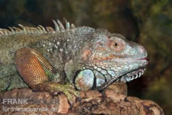 Grüner Leguan, Iguana Iguana -Geschäft Für Heimtierbedarf Gruener Leguan Iguana iguana 3