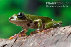 Grüner Riedfrosch, Hyperolius Fusciventris -Geschäft Für Heimtierbedarf Gruener Riedfrosch Hyperolius fusciventris 3