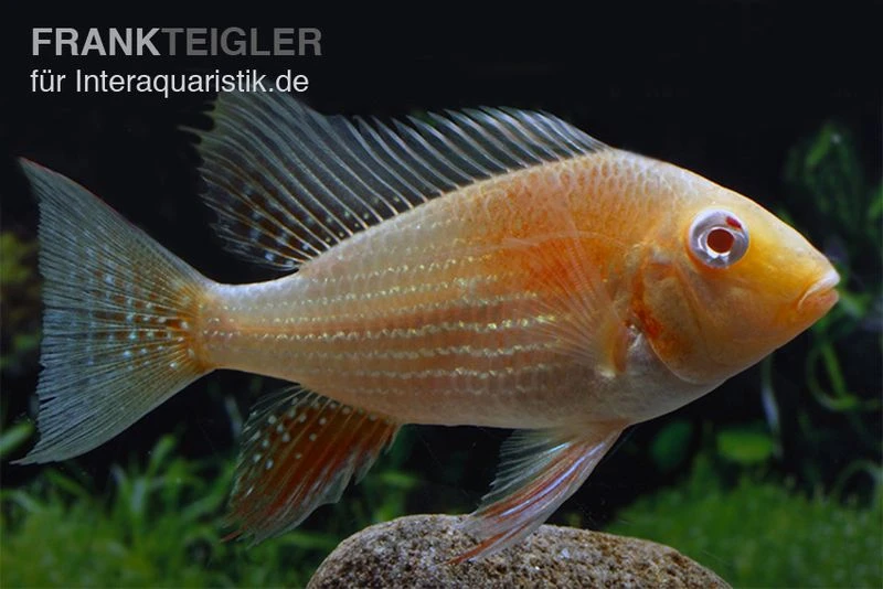 Heckels Buntbarsch Albino, Acarichthys Heckelii 1 Heckels Buntbarsch Albino, Acarichthys Heckelii