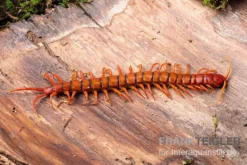 Hundertfüßer, Scolopendra Subspinipes "Malay Red Cherry" -Geschäft Für Heimtierbedarf Hundertfuesser Scolopendra subspinipes Malay Red Cherry 1