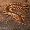Hundertfüßer, Scolopendra Subspinipes "Thai-Red-Dragon"
