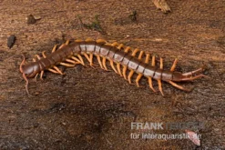 Hundertfüßer, Scolopendra Subspinipes "Thai-Red-Dragon" -Geschäft Für Heimtierbedarf Hundertfuesser Scolopendra subspinipes ThaiRedDragon 03