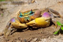 Indonesische Riesenlandkrabbe, Cardisoma Carnifex -Geschäft Für Heimtierbedarf Indonesische Riesenlandkrabbe Cardisoma carnifex 2