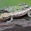 Jungferngecko, Lepidodactylus Lugubris
