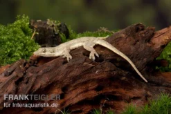 Jungferngecko, Lepidodactylus Lugubris -Geschäft Für Heimtierbedarf Jungferngecko Lepidodactylus lugubris1