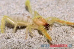Kamelspinne, Galeodes Sp. 10 Kamelspinne, Galeodes Sp. -Geschäft Für Heimtierbedarf Kamelspinne Walzenspinne Galeodes sp 5