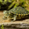 Karibische Schmuckschildkröte, Trachemys Venusta