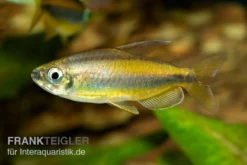 Goldener Kongosalmler, Phenacogrammus Aurantiacus -Geschäft Für Heimtierbedarf Kongosalmler Phenacogrammus aurantiacus 2