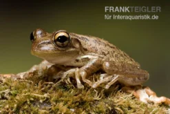 Kuba-Laubfrosch, Osteopilus Septentrionalis 6 Kuba-Laubfrosch, Osteopilus Septentrionalis -Geschäft Für Heimtierbedarf Kuba Laubfrosch Osteopilus septentrionalis 3
