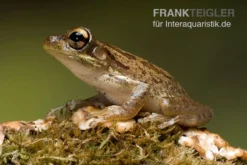 Kuba-Laubfrosch, Osteopilus Septentrionalis 7 Kuba-Laubfrosch, Osteopilus Septentrionalis -Geschäft Für Heimtierbedarf Kuba Laubfrosch Osteopilus septentrionalis 4