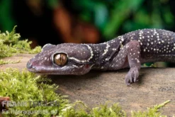 Gebänderter Blattzehengecko, Hemidactylus Fasciatus