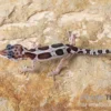 Leopardgecko, Eublepharis Macularius, MACK SNOW