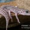 Leopardgecko, Eublepharis Macularius, SUPER MACK SNOW