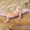 Leopardgecko, Eublepharis Macularius, WHITE & YELLOW