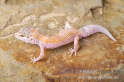 Leopardgecko, Eublepharis Macularius, WHITE & YELLOW