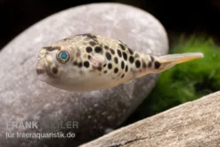 Leopardkugelfisch, Tetraodon Schoutedeni 9 Leopardkugelfisch, Tetraodon Schoutedeni -Geschäft Für Heimtierbedarf Leopardkugelfisch Tetraodon schoutedeni 3