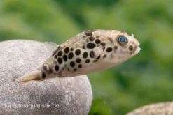Leopardkugelfisch, Tetraodon Schoutedeni 10 Leopardkugelfisch, Tetraodon Schoutedeni -Geschäft Für Heimtierbedarf Leopardkugelfisch Tetraodon schoutedeni 4