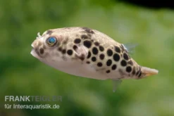 Leopardkugelfisch, Tetraodon Schoutedeni 11 Leopardkugelfisch, Tetraodon Schoutedeni -Geschäft Für Heimtierbedarf Leopardkugelfisch Tetraodon schoutedeni 6