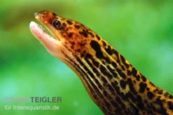 Geschäft Für Heimtierbedarf -Geschäft Für Heimtierbedarf Leopardmuraene Gymnothorax polyuranodon Echte Suesswassermuraene 2