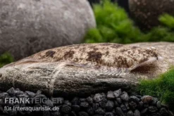 Leucorhynchos-Plattfisch, Süßwasserflunder, Achiroides Leucorhynchos 9 Leucorhynchos-Plattfisch, Süßwasserflunder, Achiroides Leucorhynchos -Geschäft Für Heimtierbedarf Leucorhynchos Plattfisch Achiroides leucorhynchos 2