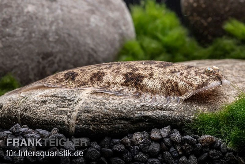 Leucorhynchos-Plattfisch, Süßwasserflunder, Achiroides Leucorhynchos 4 Leucorhynchos-Plattfisch, Süßwasserflunder, Achiroides Leucorhynchos – Bild 4