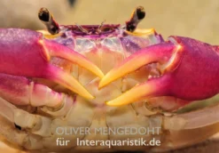 Lila Süßwasserkrabbe, Globithelphusa "indian Lilac" 18 Lila Süßwasserkrabbe, Globithelphusa "indian Lilac" -Geschäft Für Heimtierbedarf Lila Suesswasserkrabbe Globithelphusa indian lilac 1