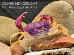 Lila Süßwasserkrabbe, Globithelphusa "indian Lilac" 17 Lila Süßwasserkrabbe, Globithelphusa "indian Lilac" -Geschäft Für Heimtierbedarf Lila Suesswasserkrabbe Globithelphusa indian lilac 3