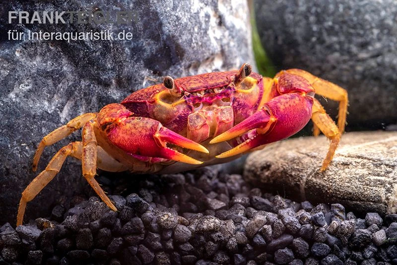 Lila Süßwasserkrabbe, Globithelphusa "indian Lilac" 2 Lila Süßwasserkrabbe, Globithelphusa "indian Lilac" – Bild 2