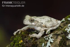 Marmorierter Laubfrosch, Hyla Marmorata -Geschäft Für Heimtierbedarf Marmorierter Laubfrosch Hyla marmorata 3