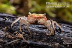 Smaragdkrabbe, Metasesarma Spec. "Green Emerald" (Emerald Crab) -Geschäft Für Heimtierbedarf Metasesarma spec Green Emerald 2