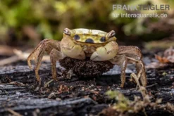 Smaragdkrabbe, Metasesarma Spec. "Green Emerald" (Emerald Crab) -Geschäft Für Heimtierbedarf Metasesarma spec Green Emerald 4