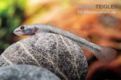 Mindanaoensis-Grundel, Lentipes Mindanaoensis, 1 Paar -Geschäft Für Heimtierbedarf Mindanaoensis Grundel Lentipes mindanaoensis female 1