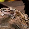 Mittelamerikanischer Krallengecko, Coleonyx Mitratus