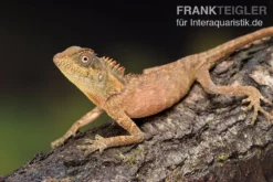 Nackenstachler, Acanthosaura Capra -Geschäft Für Heimtierbedarf Nackenstachler Acanthosaura capra 3